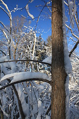 Image showing Scenes of winter.