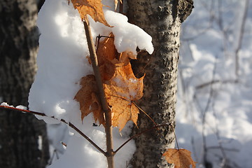 Image showing Season of winter.