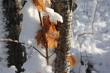 Image showing Season of winter.