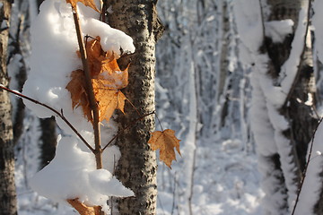 Image showing Season of winter.