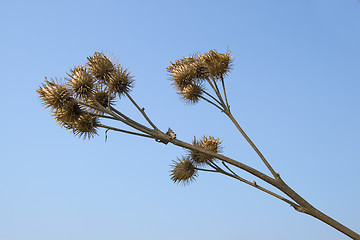 Image showing Dry burdock