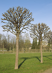 Image showing Bare trees