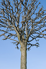 Image showing Bare tree