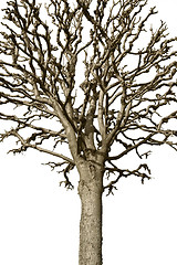 Image showing Bare tree