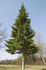 Image showing Fir-tree