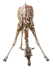 Image showing Giraffe