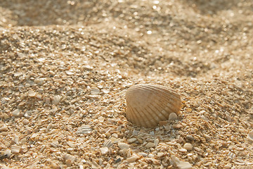 Image showing Seashell in the sand