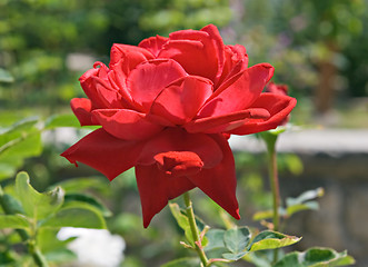 Image showing Red rose in backlight