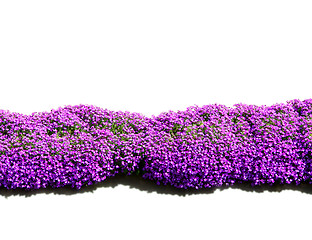 Image showing purple flower border