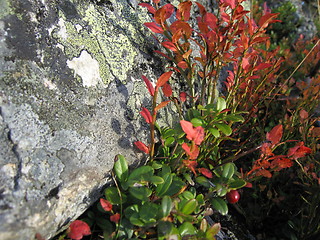 Image showing Stone and wild plants