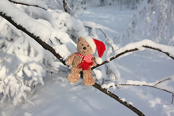 Image showing Christmas bear in a tree.