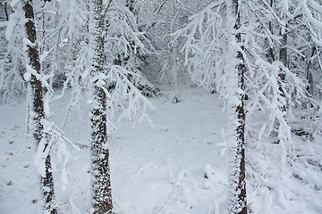 Image showing Season of winter.