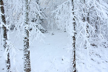 Image showing Season of winter.