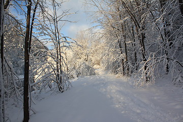 Image showing Season of winter.