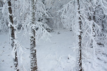 Image showing Season of winter.