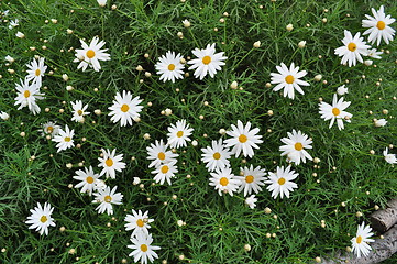 Image showing daisies 