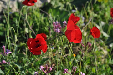 Image showing Corn Poppy 