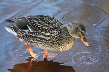 Image showing Female duck on ice.