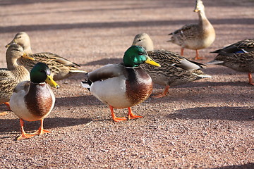 Image showing Mallard ducks.