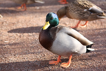 Image showing Mallard ducks.