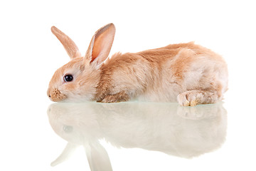 Image showing beautiful bunny lying