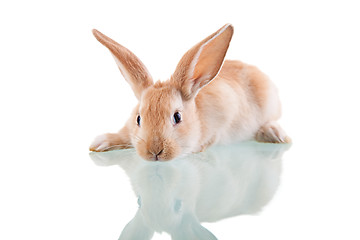 Image showing beautiful bunny lying 