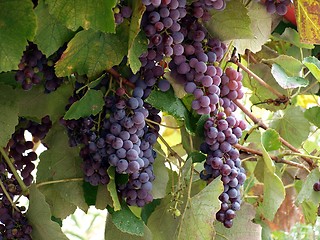 Image showing Wine Clusters