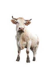 Image showing Cow on white