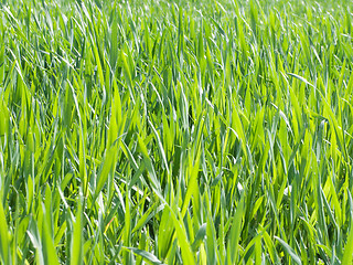 Image showing Green wheat background