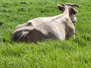 Image showing Cow in fresh grass