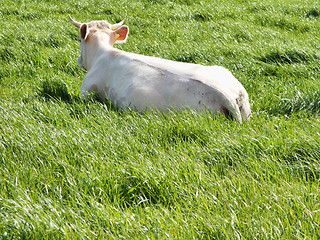 Image showing Cow in fresh grass