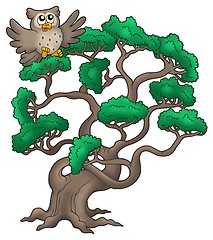 Image showing Big pine tree with cartoon owl