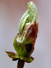 Image showing Kastanien Buds