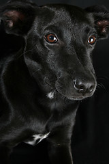 Image showing Mixed Breed Puppy