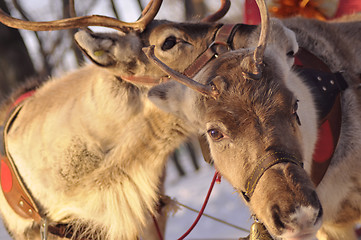 Image showing reindeer love