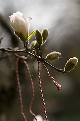 Image showing european spring tradition