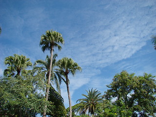 Image showing Palm trees.