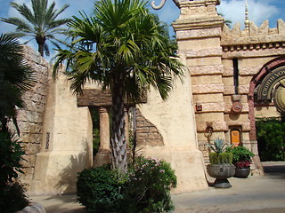 Image showing Palm trees.