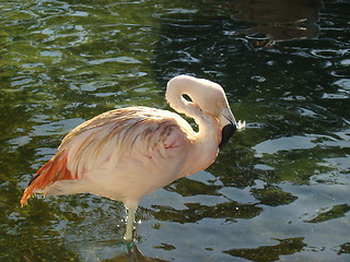 Image showing Pink flamingo.