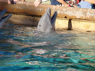 Image showing A dolphin.