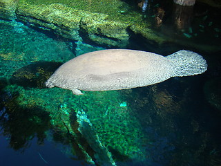 Image showing A manatee.