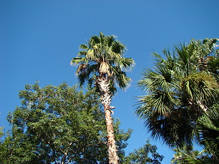 Image showing Palm trees.
