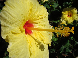 Image showing Yellow flower.