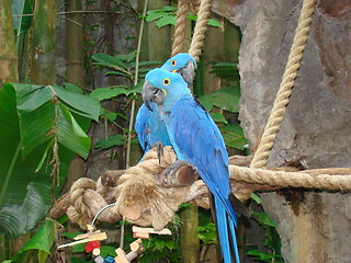 Image showing Beautiful birds.