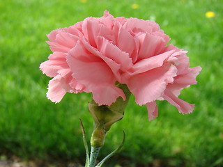 Image showing Carnation flower.