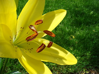Image showing Flower.