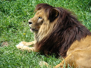 Image showing Male lion at the zoo.