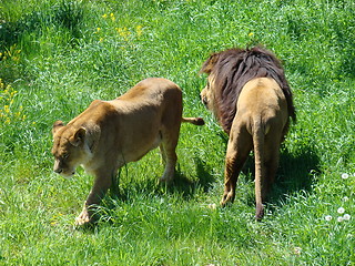 Image showing Male and female lions.