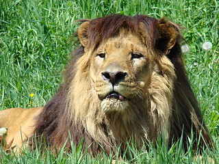Image showing Male lion at the zoo.
