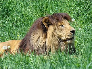 Image showing Male lion at the zoo.